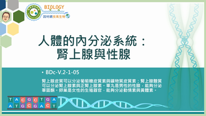 BDc-V.2-1-05_人體的內分泌系統：腎上腺與性腺縮圖