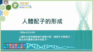BGa-V.2-2-03_人體配子的形成縮圖