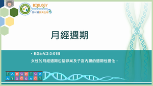 BGa-V.2-3-01_月經週期縮圖