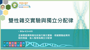 BGa-V.2-4-03_雙性雜交實驗與獨立分配律縮圖