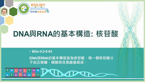 BGa-V.2-5-04_DNA與RNA的基本構造：核苷酸縮圖