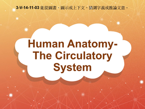 3-Ⅴ-14-11-03 Human Anatomy- The Circulatory System縮圖