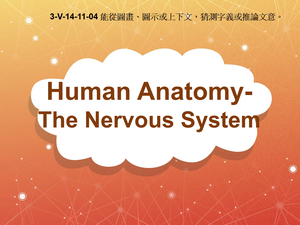 3-Ⅴ-14-11-04 Human Anatomy- The Nervous System縮圖