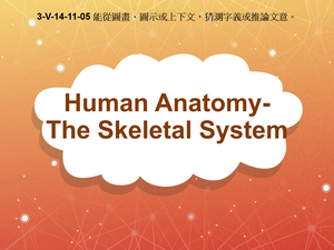 3-Ⅴ-14-11-05 Human Anatomy- The Skeletal System縮圖