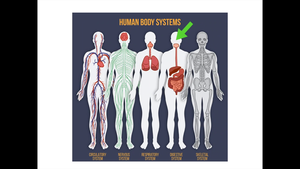 Digestive System-資源代表圖