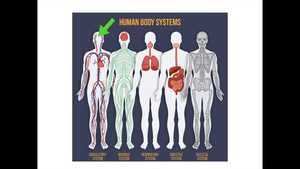Circulatory System-資源代表圖
