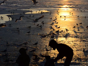 9-Ⅴ-01-11-03 The Bird (Avian) Group縮圖