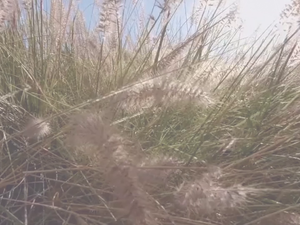 9-Ⅴ-04-11-01 Oviparous Animals縮圖