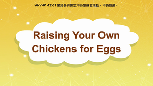 v6-Ⅴ-01-12-01 Raising Your Own Chickens for Eggs縮圖