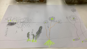 水生植物家族分類觀察