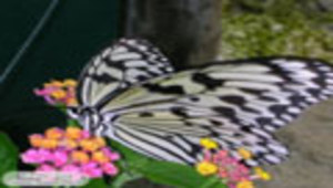 認識大白斑蝶縮圖