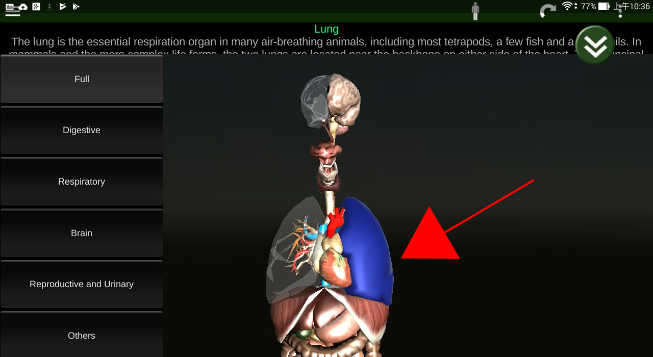 老師示範如何使用Organs 3D App來透視人體各個器官的構造及位置